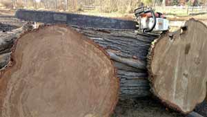 49 inch chainsaw capabilities for slabs and slabbing, cutting cookies or breaking down oversized logs.